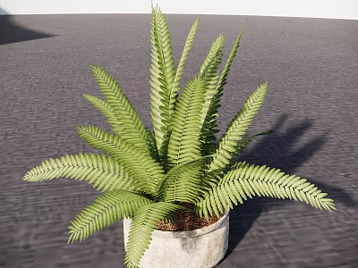 Lush Green Fern Potted Plant in White Pot on Gray Ground 3d model