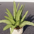Lush Green Fern Potted Plant in White Pot on Gray Ground