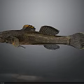 3D Rendered Fish with Brown Body Orange Dorsal Fin and Black Eyes