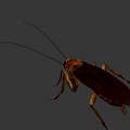 Detailed Close Up View Of Brown Cockroach With Long Antennae And Legs