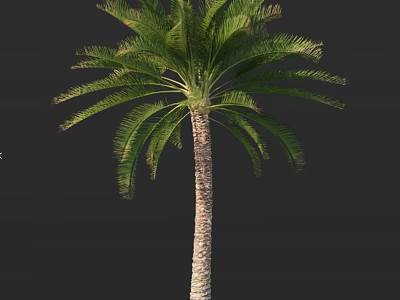 Tall Tropical Arbor Tree With Lush Green Fronds And Strong Upright Trunk 3d model