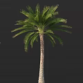 Tall Tropical Arbor Tree With Lush Green Fronds And Strong Upright Trunk 3d model