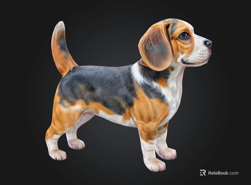 Cute Beagle Puppy With Tricolor Fur Standing On Black Background 3d model 