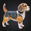 Cute Beagle Puppy With Tricolor Fur Standing On Black Background