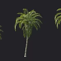 Different Palm Tree Varieties with Green Fronds and Tall Trunks 3d model