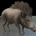 Wild Boar With Shaggy Mane And Gray Fur In Realistic Standing Posture