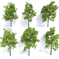Various Green Trees With Different Foliage Shapes Isolated On White Background 3d model
