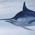 Blue and Silver Swordfish Swimming Near Calm Ocean Water Surface
