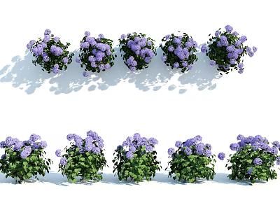 Vibrant Purple Flowering Plants With Lush Green Leaves Neatly Arranged For Garden Decor 3d model
