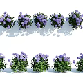 Vibrant Purple Flowering Plants With Lush Green Leaves Neatly Arranged For Garden Decor