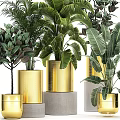 Green Plants In Golden Pots Of Various Sizes With Large Tropical Leaves For Garden Decor