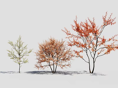Three Arbor Trees With Different Colored Blossoms Against White Background And Shadows 3d model