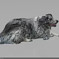 Artistic Border Collie Dog Lying On Black Background With Gray White Fur And Blue Tint