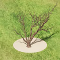 Dead Tree Standing On Sand Circle Surrounded By Green Grass Field