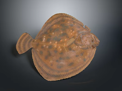 Flat Bodied Flounder With Brown And Black Spots On Dark Background Close Up View 3d model