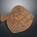 Flat Bodied Flounder With Brown And Black Spots On Dark Background Close Up View