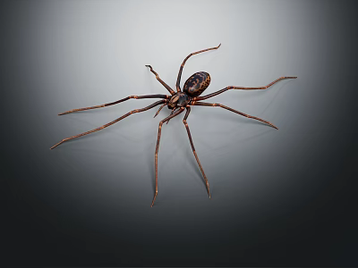 Large Spider With Long Legs And Dark Striped Body On Gray Gradient Background 3d model