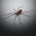 Large Spider With Long Legs And Dark Striped Body On Gray Gradient Background