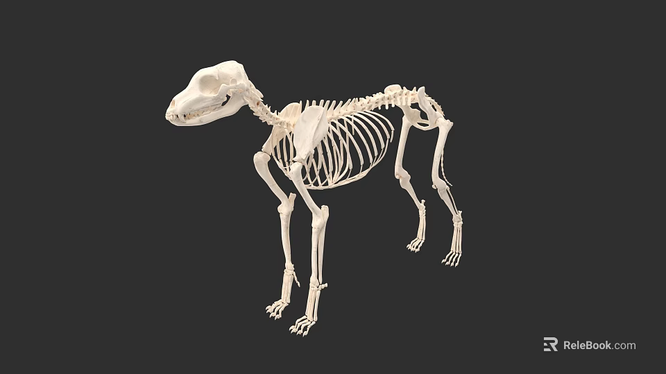 Detailed Dog Skeleton Anatomical Structure 3D Rendered Model On Dark Background 3d model