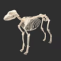 Detailed Dog Skeleton Anatomical Structure 3D Rendered Model On Dark Background 3d model