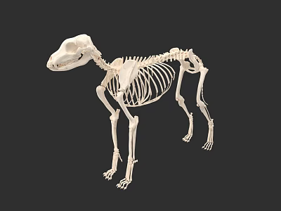Canine skeleton bone anatomy body 3d model