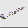 Purple And Pink Orchid Plants With Green Leaves Arranged In A Line