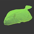 Brown Spotted Flounder with Flat Body Textured Skin and Fins on Dark Background