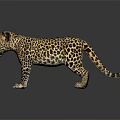 Young Leopard Cub With Spotted Fur Standing On Dark Reflective Surface 3d model