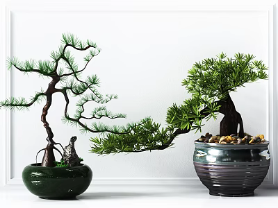 Curved Trunk Bonsai Plants In Green And Striped Ceramic Pots With Pebbles 3d model