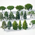 Various Types of Arbor Trees with Different Foliage and Crown Shapes