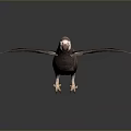 Parrot with Spread Wings on Grey Gradient Background and Reflective Ground