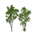 Two Green Trees With Lush Foliage And Natural Branch Structure 3d model
