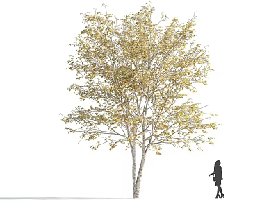 Lush Autumn Arbor with Yellow Leaves and White Trunk Near Person Silhouette 3d model