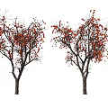 Leafless Arbor Trees with Red Fruits on Branches Against White Background 3d model