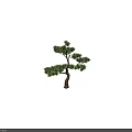 Evergreen Tree With Curved Trunk And Lush Green Needles In Natural Shape