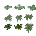 Various Fresh Green Leafy Crops With Healthy Growth And Diverse Types