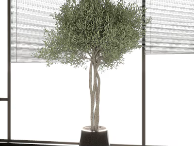 Lush Olive Bonsai Tree In Modern Black Planter By Window With Natural Sunlight And Green Foliage 3d model