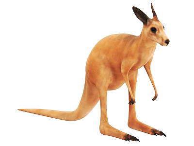 Realistic Brown Kangaroo Standing Isolated On White Background With Full Body 3d model