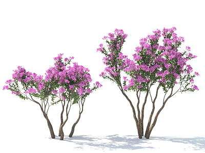 Vibrant Purple Flowering Plants With Multiple Stems And Lush Green Foliage 3d model