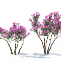 Vibrant Purple Flowering Plants With Multiple Stems And Lush Green Foliage