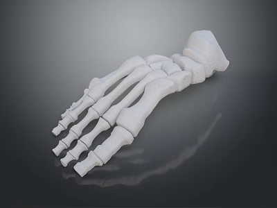 3D Rendered Human Hand Skeleton Model on Dark Background with Anatomical Details 3d model