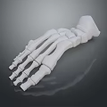 3D Rendered Human Hand Skeleton Model on Dark Background with Anatomical Details