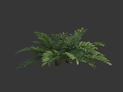 Lush Green Fern Plant With Vibrant Leaves In Pot For Indoor Decoration 3d model