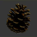 Natural Brown Pine Cone With Detailed Texture For Home Decor Accessory 3d model