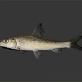 Brown And White Fish With Dark Fins Bright Eyes On Gray Background With Reflection