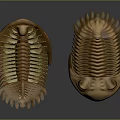 Brown Trilobite Sculptures With Intricate Surface Texture And Artistic Carving Details