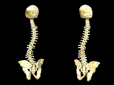 Human Spines And Skulls Anatomical Model For Medical Education 3d model