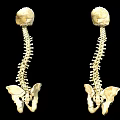 Human Spines And Skulls Anatomical Model For Medical Education
