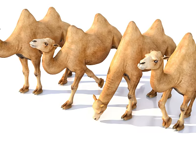 Group of Brown Camels Standing and Walking on White Background 3d model