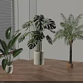Three Different Indoor Potted Plants By Window With Blinds On Wooden Floor And White Wall